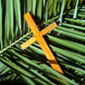 Palms and Cross